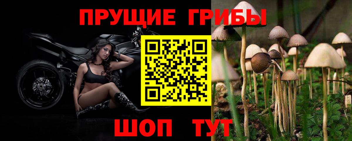 Галлюциногенные грибы GOLDEN TEACHER Кисловодск